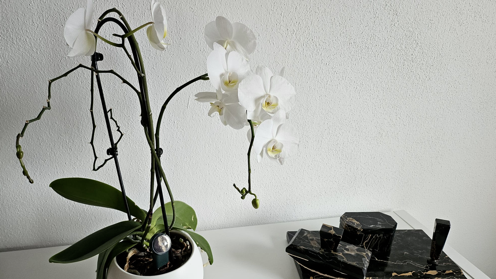 Produkttest Beam Pflanzensensor mit Wi-Fi Hub von FYTA.